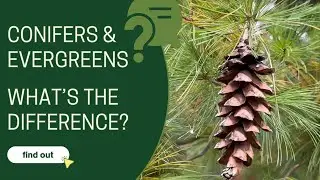 Conifers and Evergreens - What's the difference?
