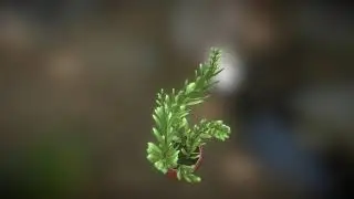 Rigged Indoor-Plant Animation Test - Perspective 1