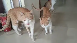 Family cat #cat#cute #animal #funny .