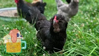 Do My Chickens Have Bird Flu?