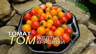 Томаты ТОМ красный и ТОМ желтый. Обзор сортов ТОМАТОВ!