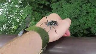 Китайский Усач (Anoplophora chinensis)