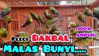 Memancing #pleci DAKBAL / DAKUN BALI males bunyi dengan suara dakbal ombyokan. #pleci singaraja#鳥