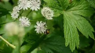 Pellucid Hoverfly - Take 2