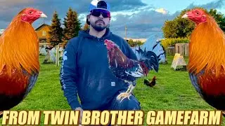 Pure Sweater Hatch Oklahoma And Black Spangled Hatch Albany - FROM TWIN BROTHER GAMEFARM