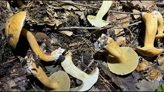 Suillus bovinus, September 30, 2024