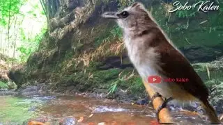 Terapi air burung Trucuk malas bunyi| Bird Therapy|