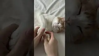 ASMR | Full Body Cat Massage for Ultimate Zen: Head, Paws & Feet! 🐾💆&zwj;♀️😴