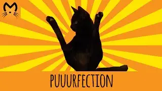 Who says cats hate belly rubs + the WEIRDEST petting POSE?