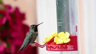 Perky-Pet&reg; Window Mount Plastic Hummingbird Feeder