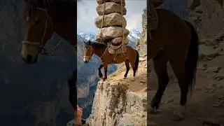 Heavy Loaded Horse In Big Mountain... #shorts #viral #animals