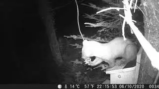 North Down Pine Marten (date night)