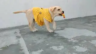 Labrador puppy playing with squeaky toy | Bella Nehra |