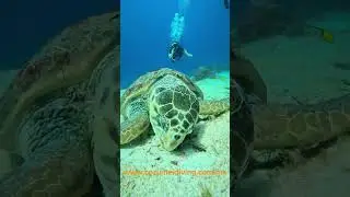 Discover Cozumel&rsquo;s best dive spots! 🌊 #CozumelDiving #ScubaAdventure #Mexico