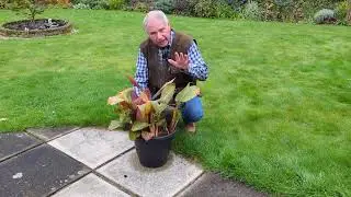 Как подготовить к зиме горшечную канну? | www.garden.help