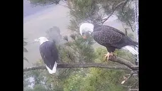 20231014 JC Eagle Vocals Mating and Starting the Day Together - Johnson City Bald Eagles
