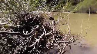 Prospecting under of old fallen tree on the Bear River