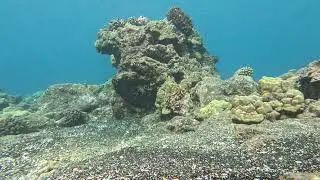 Maui 1555 - Perch of the Arc-Eye Hawkfish