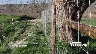 Vedamisto - Veda&ccedil;&atilde;o em rede agricola (ovelheira) em Aveiras de Baixo 2019