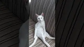 white cat sitting like a human. 😳 #animals #fish #documentary