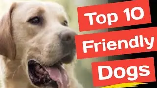 Top 10 Friendly Dogs. MUST WATCH