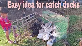 Amazing!! Easy idea for catch ducks of farmer's son, Come And Enjoy