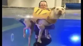 LIVE: Paralyzed Dog Swims at Water Therapy Session | The Dodo LIVE
