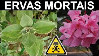 AS 10 ERVAS MAIS   PERIGOSAS DO MUNDO! CUIDADO ELAS SÃO MORTAIS! 4K