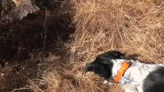 Caceria de perdices / Partridge hunting 2015