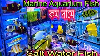 Marine Aquarium Fish Price | Salt Water Fish | Marine Aquarium Fish Shop Chandannagar | Marine Fish