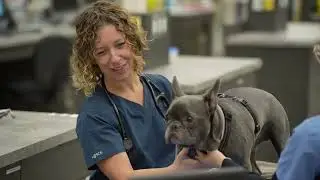 To Pet Owners: About our ER and Critical Care Service