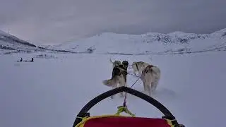 Dogs sledding in Tromso, Norway. 