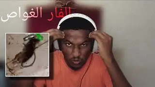 قصه الفار الغواص والمعانه. مع كتش  وعبد الرحيم ونوري