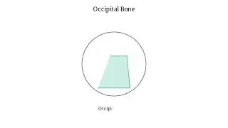 THE BONE OF THE SKULL (FRONTAL BONE, PARIETAL, OCCIPITAL AND THE TEMPORAL BONES)