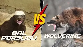 Bal Porsuğu vs Wolverine | Bal Porsuğu Belgeseli Komik #BalPorsuğu #medyabilgini