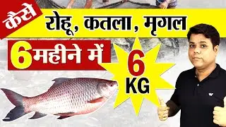 रोहू, कतला मछली पालन - Catla Fish Farming, Rohu Fish Farming-IMC Fish Farming