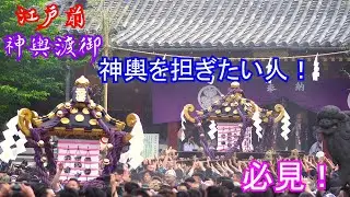 【江戸前】神輿を担ぎたい人必見！神輿渡御総集編【神輿馬鹿】保存版