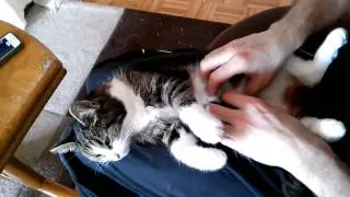 Bauchmassage für Katze