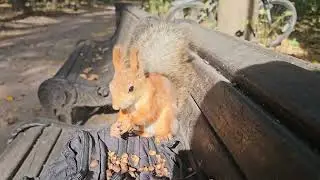 Осенняя белка в парке / Fall squirrel in the park #squirrel