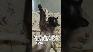🐱💤 #pets #gatitoliam #siamesecat  #humor  #funnyvideo #cat #gatos