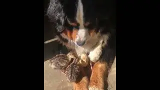 Ducklings adopted by Dog #Shorts #fyp #foryou #animals #ducklings #dogs #dog #puppers #puppies #pups