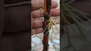 Stek tanaman puring di air