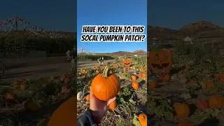 Have You Been To This SoCal Pumpkin Patch? Here's A Peek Of Tanaka Farms