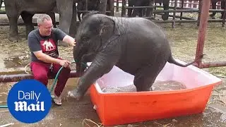 Baby elephant loves bath time... and dives head-first into tub! - Daily Mail