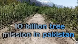 10 billion tree tsunami | 10 billion tree tsunami project in pakistan |