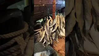 Bokkoms is whole, salted and dried fish mullet Chelon richardsonii  Western Cape of South Africa
