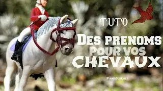 [Tuto #5] Trouver des prénoms pour vos chevaux !