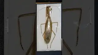 Find rare insect specimens from around the world. A variety of insect specimens at low prices~~♡