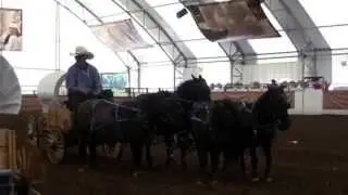 Mini Chuckwagons, Calgary Stampede 2013