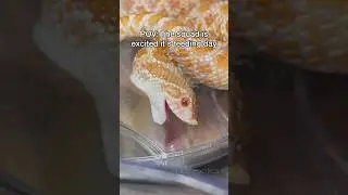 FOOD HAPPY DANCE! #snake #frog #animals